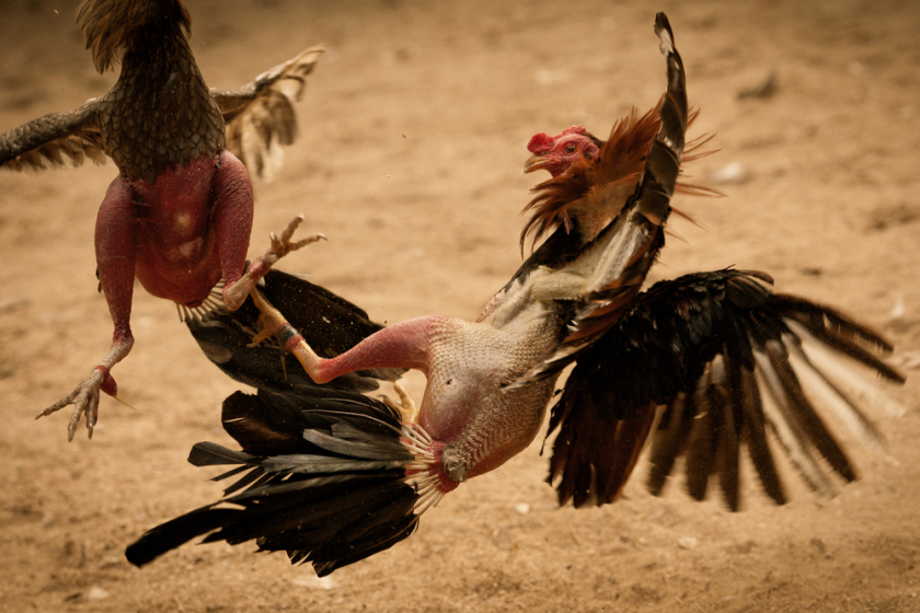 permainan adu ayam dalam agen sabung ayam resmi